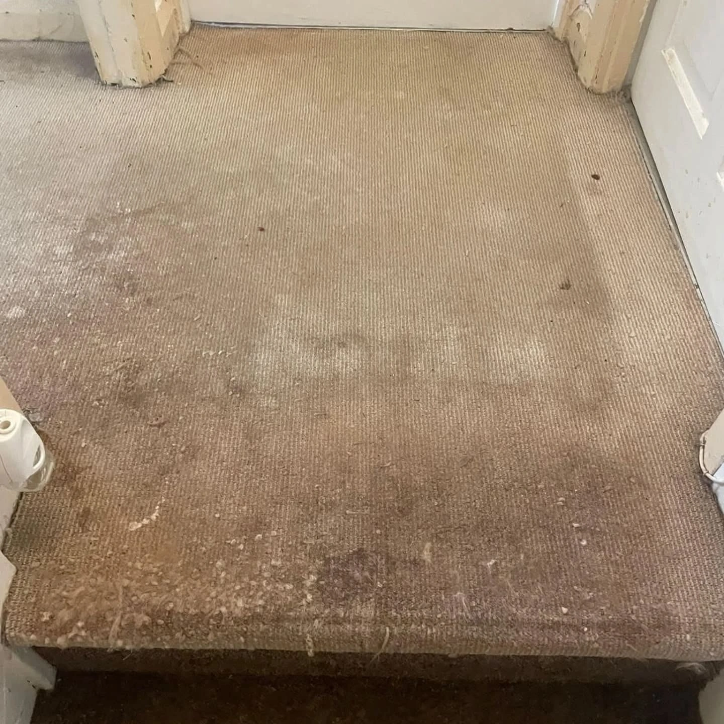 dirty carpet cleaning service essex before